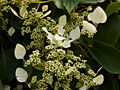 Schizophragma hydrangeoides Moonlight IMG_4451 Przywarka japońska